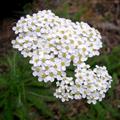 Achillea Millefolium